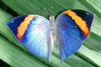 Kallima Butterfly