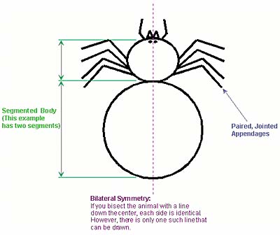 Arthropoda Characteristics Chart