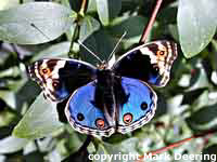 Butterfly Basking