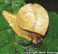 Snail