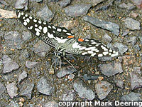 Butterfly Puddling