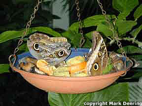 Butterflies Feeding on Fermenting Fruit Liquids