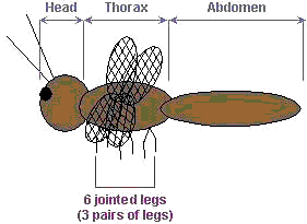 Insect Diagram