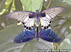 Butterflies Mating