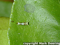 First Instar Caterpillar of species Papilio polytes