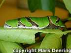 Fifth Instar