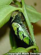 Ready to Pupate