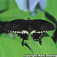 Adult Papilio polytes