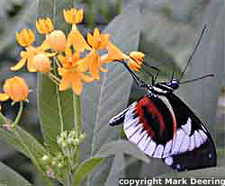 Butterfly Nectaring