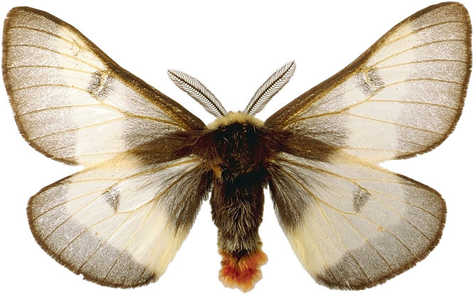 Moth
