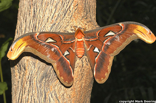 Atlas Moth