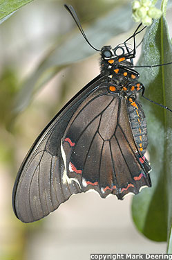 Gold Rim Swallowtail