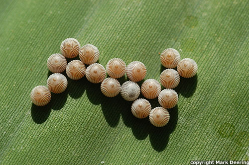 Owl Butterfly Eggs