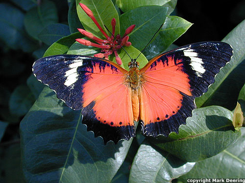 Ruby Lacewing