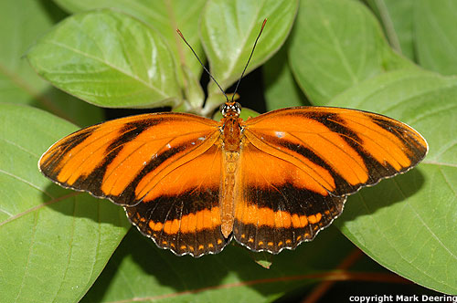 Orange Tiger