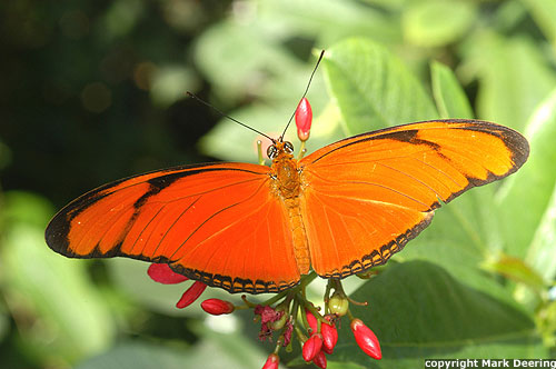 Orange Julia