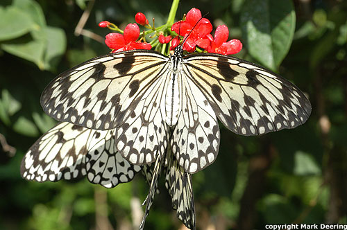 Paper Kite