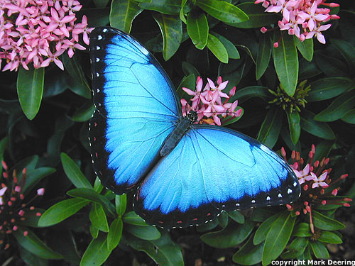 Common Morpho