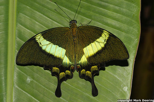 Green Banded Peacock