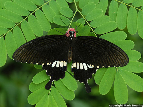 Common Mormon