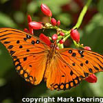 Gulf Fritillary