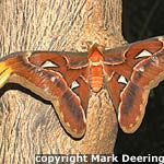 Atlas Moth