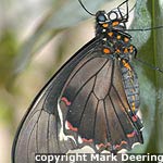 Gold Rim Swallowtail