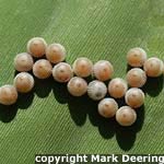 Owl Butterfly Eggs