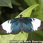 Sapho Longwing