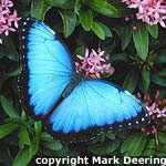 Common Morpho