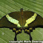 Green Banded Peacock