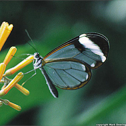 Glasswing 