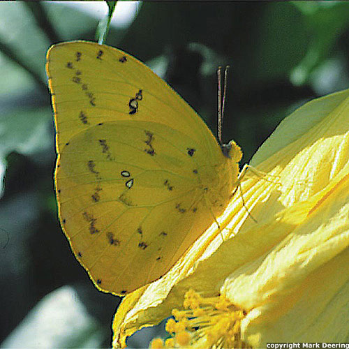 Orange-Barred Sulphur