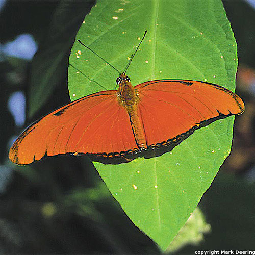 Orange Julia