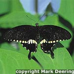 Common Mormon