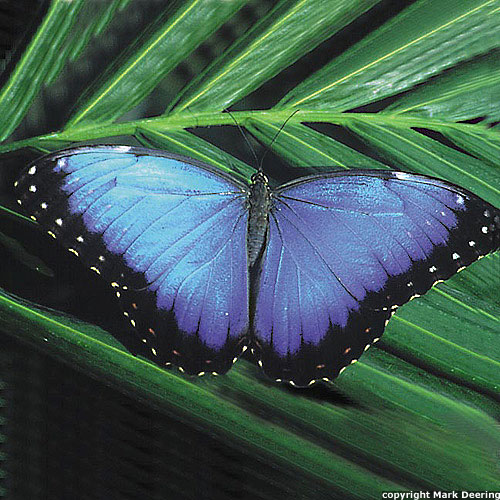 Common Blue Morpho