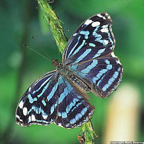 Banded Purple Wing