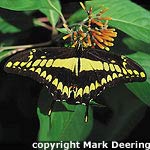 Banded Purple Wing