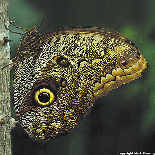 Owl Butterfly