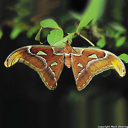 Atlas Moth